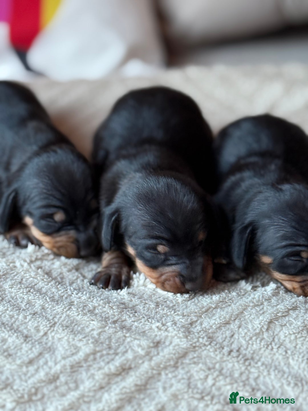 Miniature Dachshund dogs for sale: KC REGISTERED MINIATURE DACHSHUND PUPS - Image 1