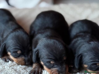 Miniature Dachshund dogs - Advert 4