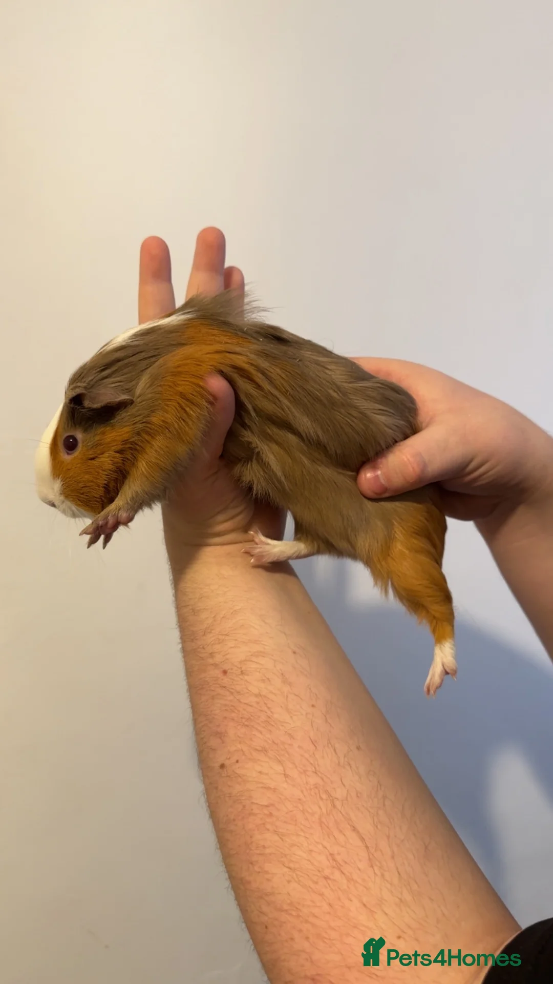 Guinea Pig rodents for sale: Male Guinea pig for sale  in Stockton-on-Tees - Advert 2