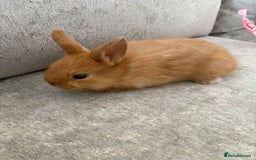 Netherland Dwarf rabbits for sale: Netherlands dwarf/lion head dwarf babies - Image 7