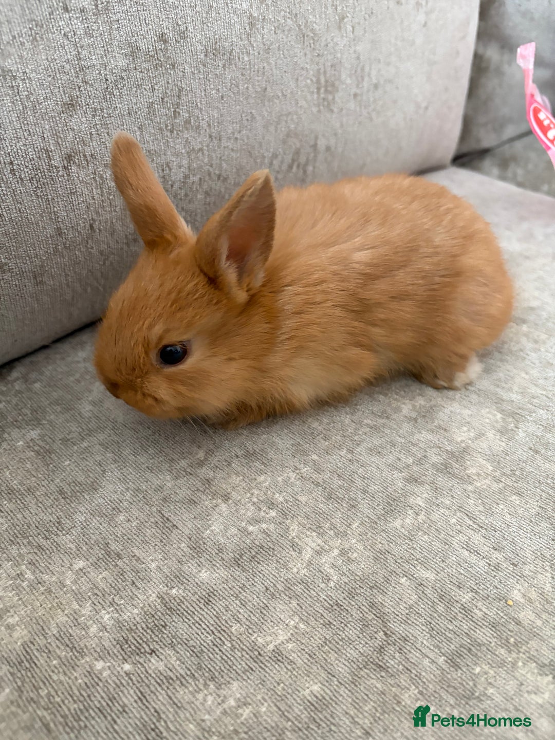 Netherland Dwarf rabbits for sale: Netherlands dwarf/lion head dwarf babies - Image 7