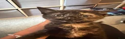 Mixed Breed cats for sale: Calico or a tortoiseshell - Advert 4