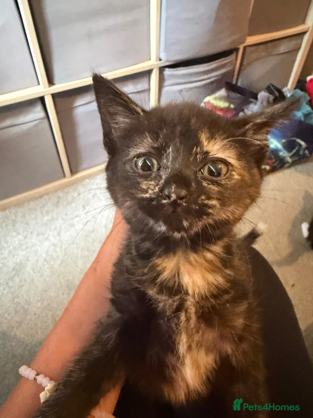 Mixed Breed cats for sale: Calico or a tortoiseshell - Advert 4