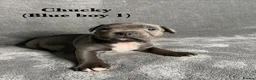 Staffordshire Bull Terrier dogs for sale: Billionaire bills pups  in Oldham - Advert 5