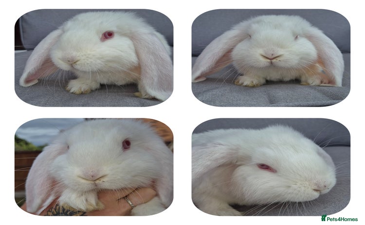 French Lop rabbits - Advert 9