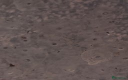 Axolotl reptiles for sale:  Axolotl eggs  - Advert 1