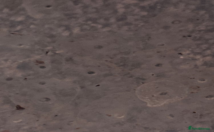 Axolotl reptiles  Axolotl eggs  - Advert 4