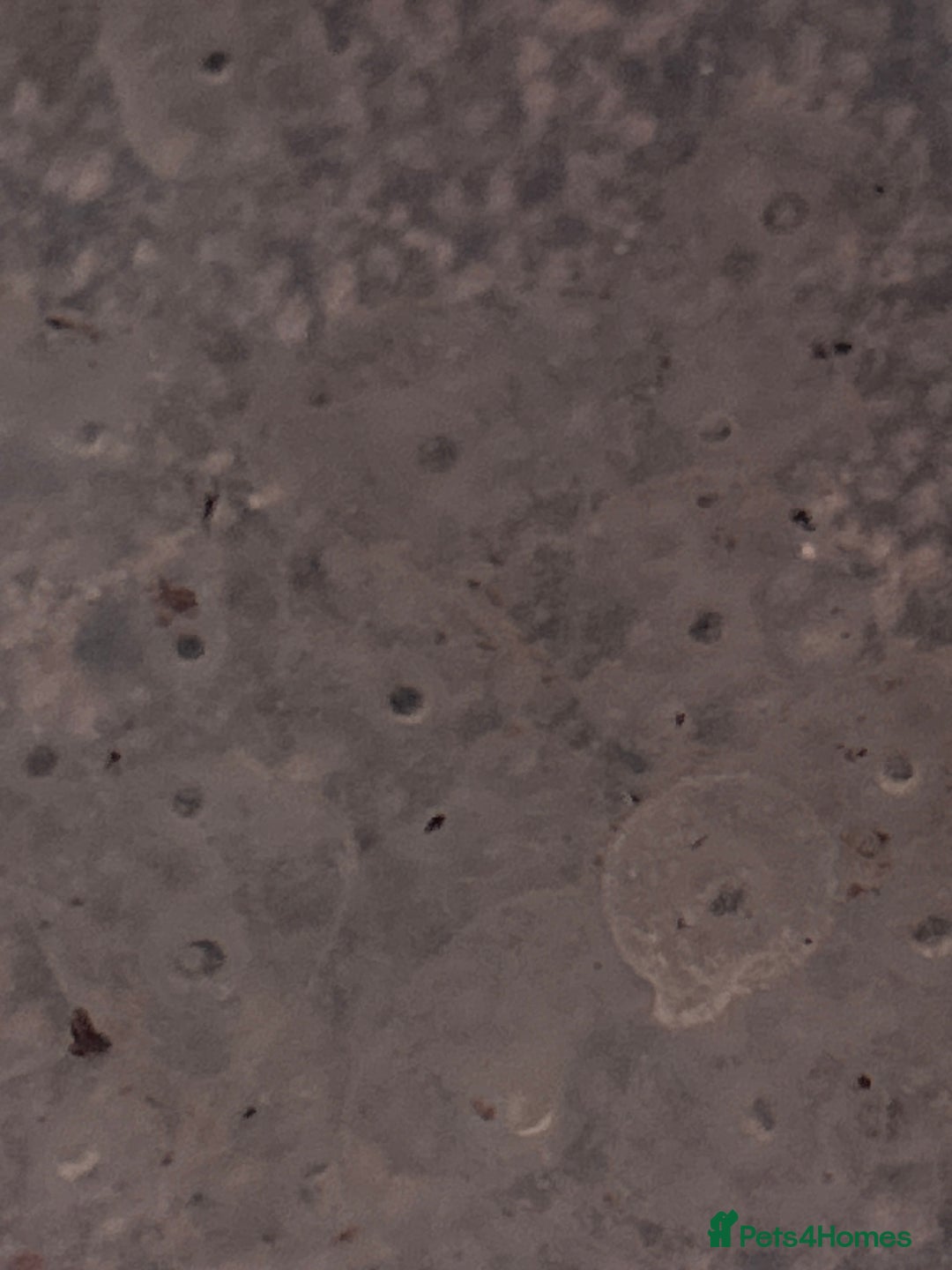 Axolotl reptiles for sale:  Axolotl eggs  - Advert 1