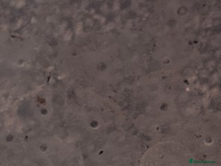 Axolotl reptiles Axolotl eggs - Advert 1