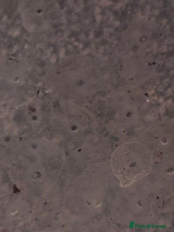 Axolotl reptiles Axolotl eggs - Advert 1