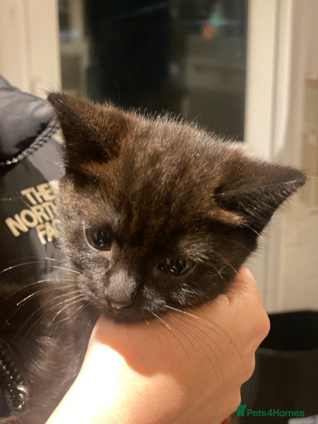 Mixed Breed cats for sale: 3 kittens available Portsmouth - Advert 3