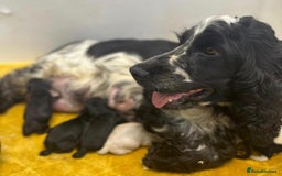 Cockapoo dogs for sale: Gorgeous F1 Cockapoo puppies - Image 10
