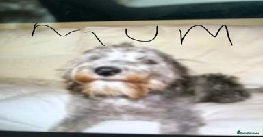 Mixed Breed dogs - Advert 5