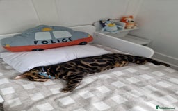Bengal cats for sale: Male Bengal For Sale - Image 2