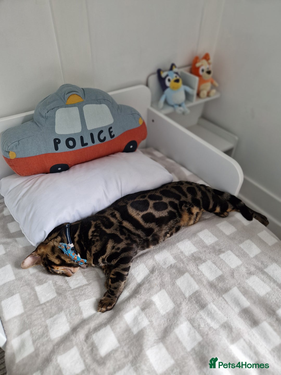 Bengal cats for sale: Male Bengal For Sale - Image 2