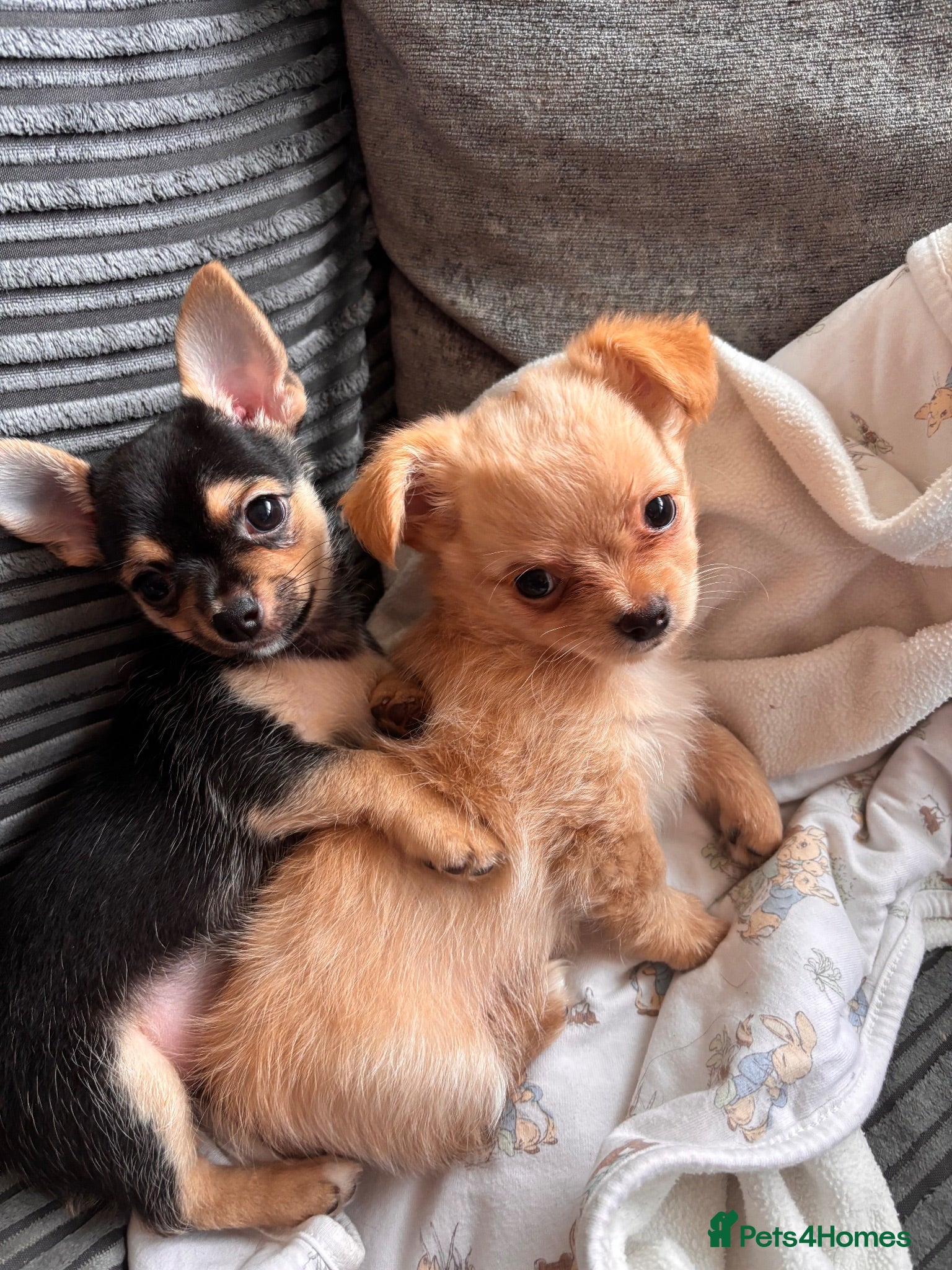 Chihuahua dogs Chihuahua puppies - Advert 3