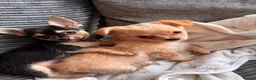Chihuahua dogs for sale: Chihuahua puppies in Edinburgh - Advert 1