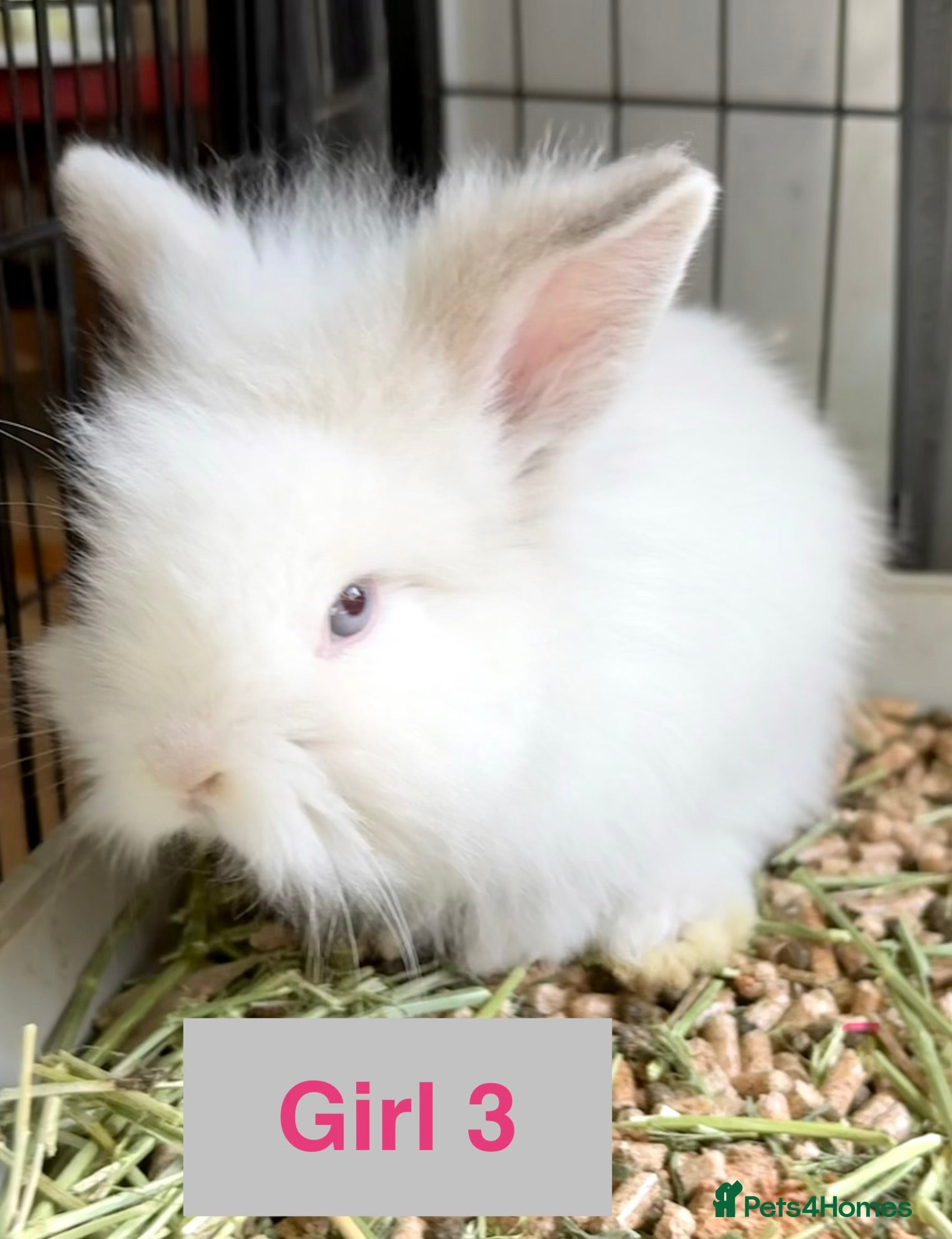 Lionhead rabbits Double Maned Lionheads - READY NOW - Advert 3