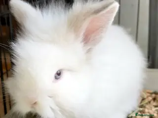 Lionhead rabbits Double Maned Lionheads - READY NOW - Advert 3