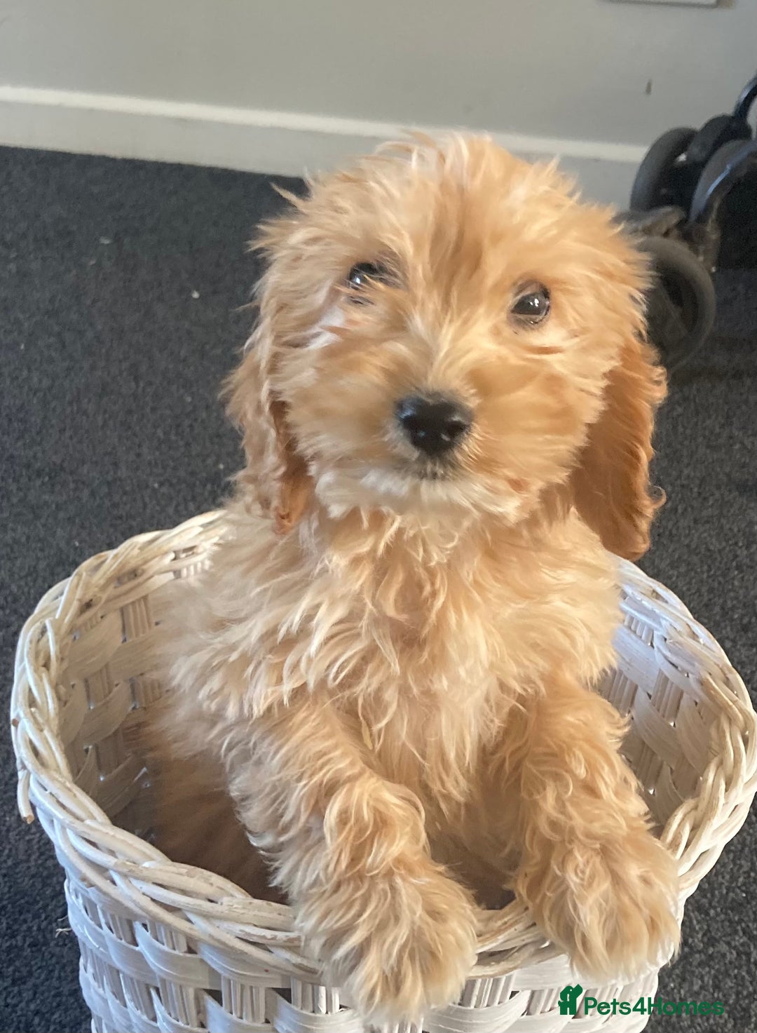 Cockapoo dogs for sale: STUNNING F1 COCKAPOO PUPPIES  - Image 4