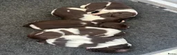 English Springer Spaniel dogs for sale: Fantastic ESS puppies  - Advert 2