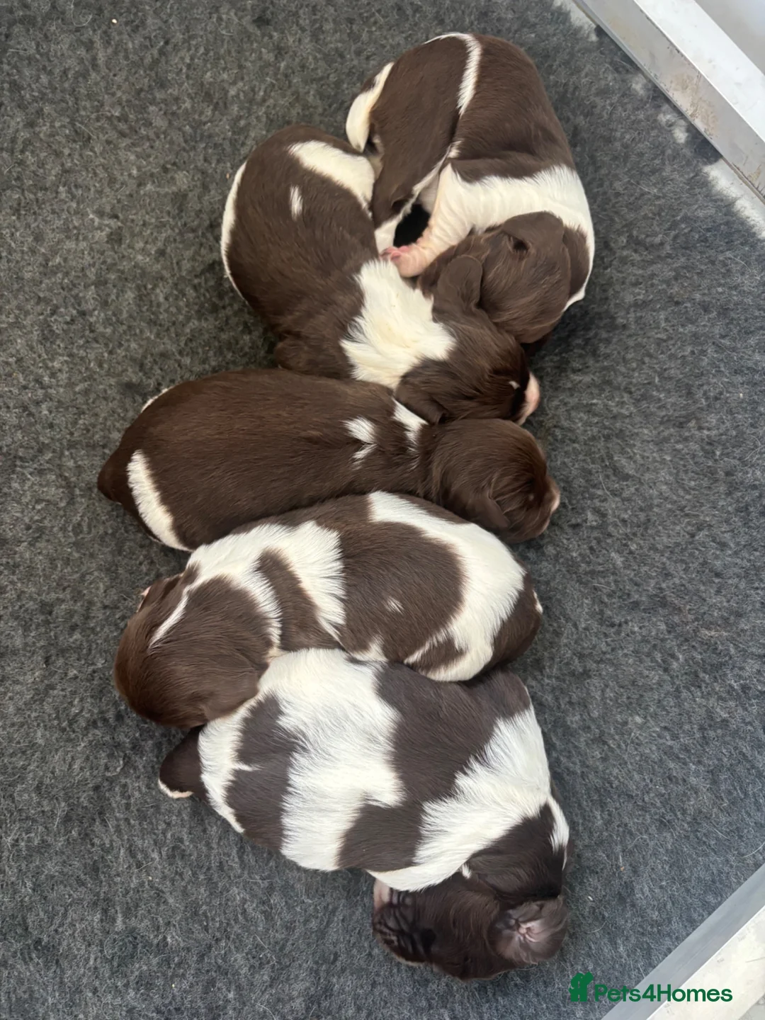 English Springer Spaniel dogs for sale: Fantastic ESS puppies  - Advert 2
