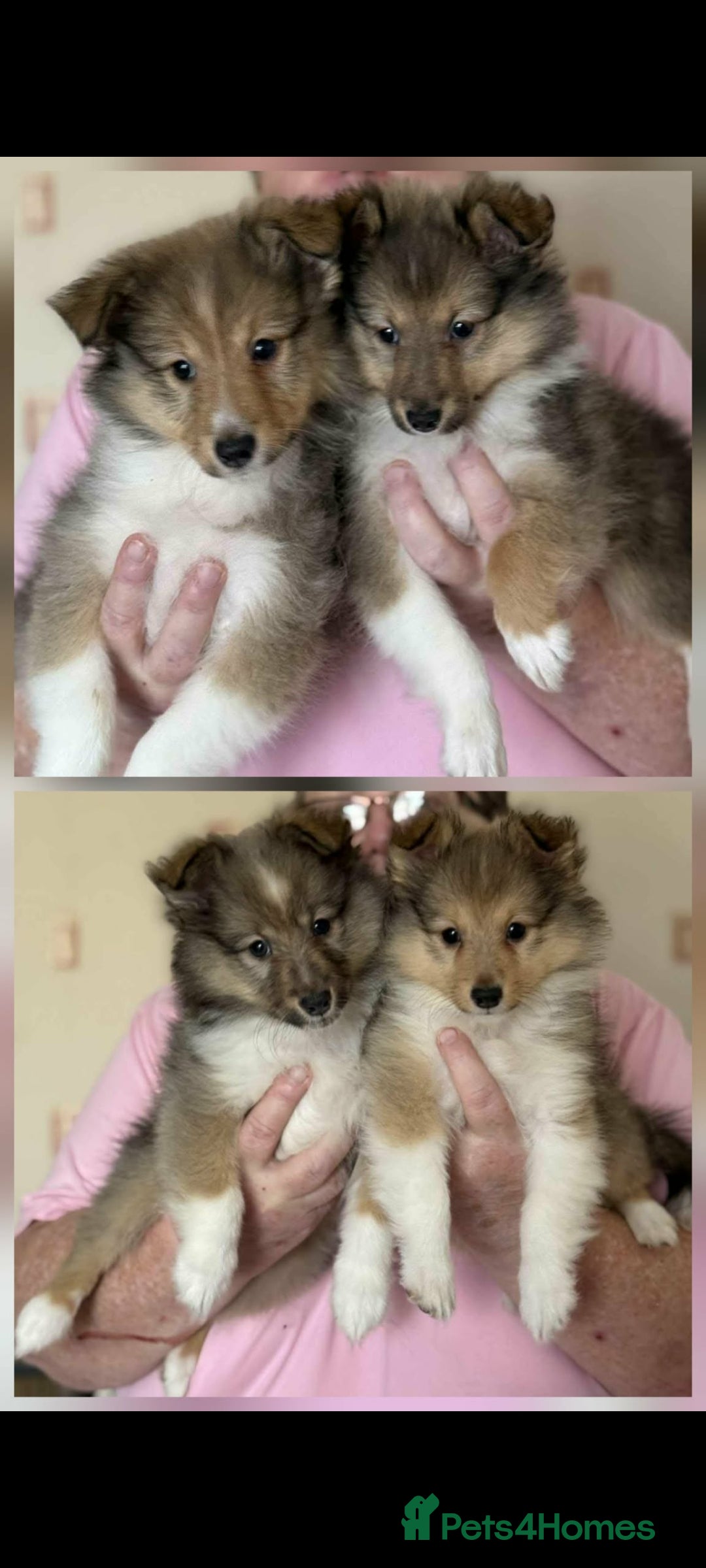 Shetland Sheepdog dogs Shetland sheepdog puppies in Saltash - Advert 1
