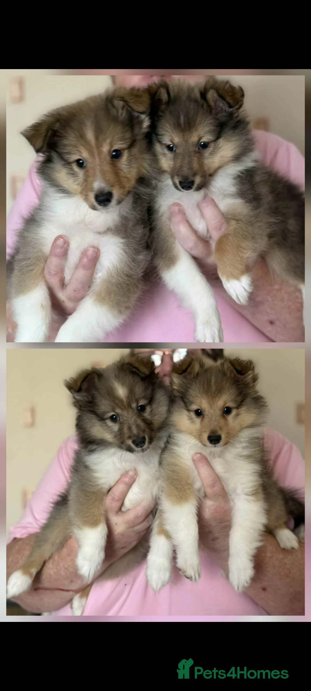 Shetland Sheepdog dogs for sale: Shetland sheepdog puppies in Saltash - Advert 1