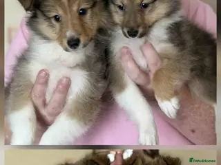 Shetland Sheepdog dogs Shetland sheepdog puppies in Saltash - Advert 1