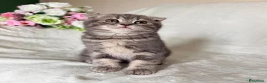 Scottish Fold 1