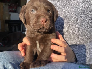 Labrador Retriever dogs 2 Chocolate Male Labrador puppies for sale - Advert 1