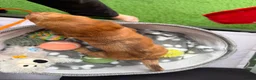 Miniature Dachshund dogs for sale: Long haired miniature dachshunds  in Liverpool - Advert 12