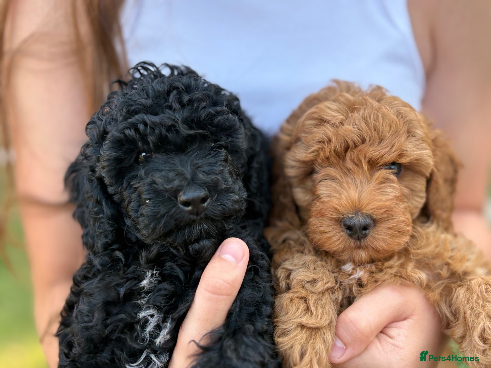 Cavapoo dogs Beautiful F1b Cavapoo Girls | Ready Soon - Advert 13