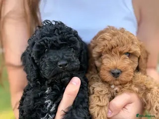 Cavapoo dogs Beautiful F1b Cavapoo Girls | Ready Soon - Advert 2