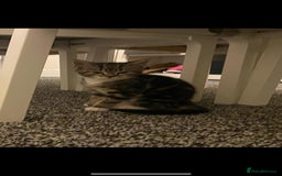 British Shorthair cats for sale: Cats for rehoming  - Image 3