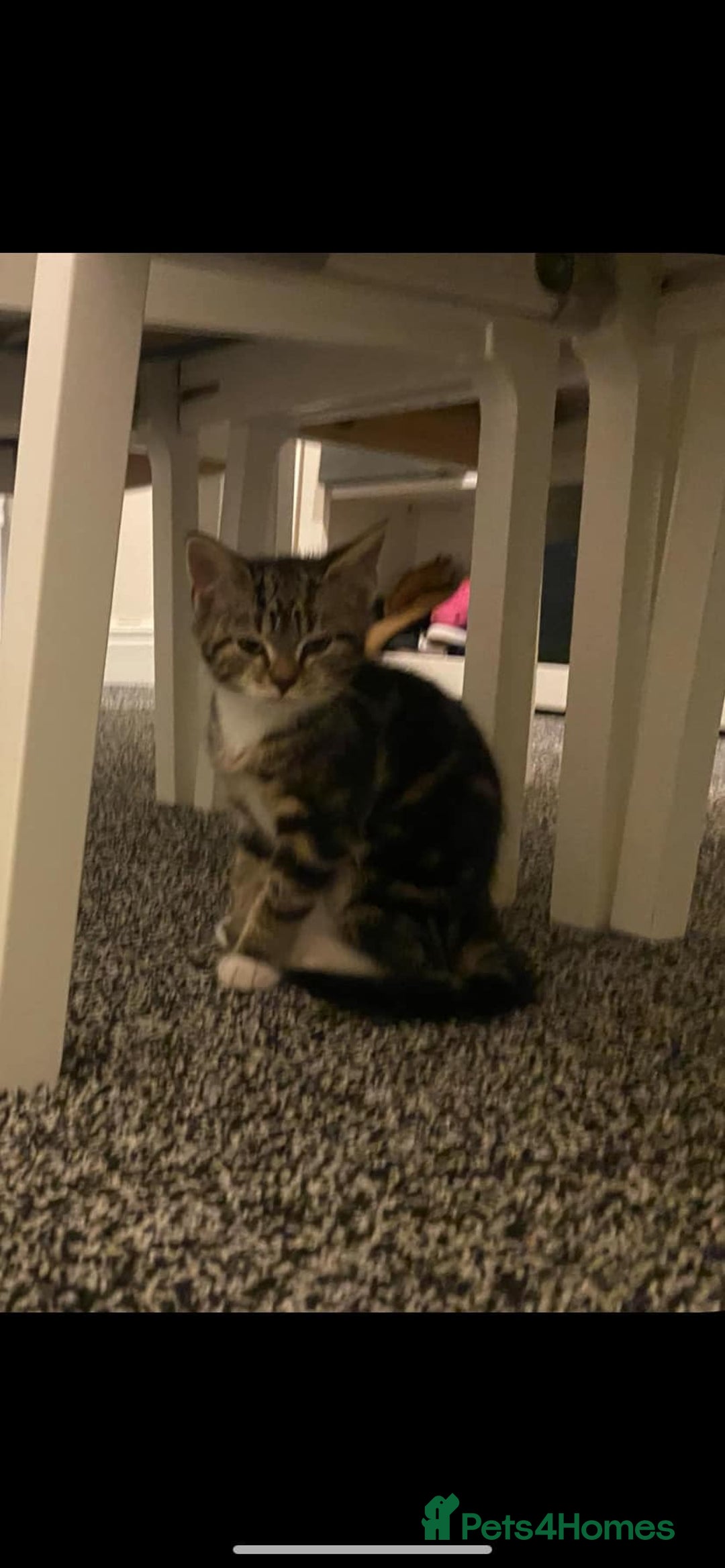 British Shorthair cats for sale: Cats for rehoming  - Image 3