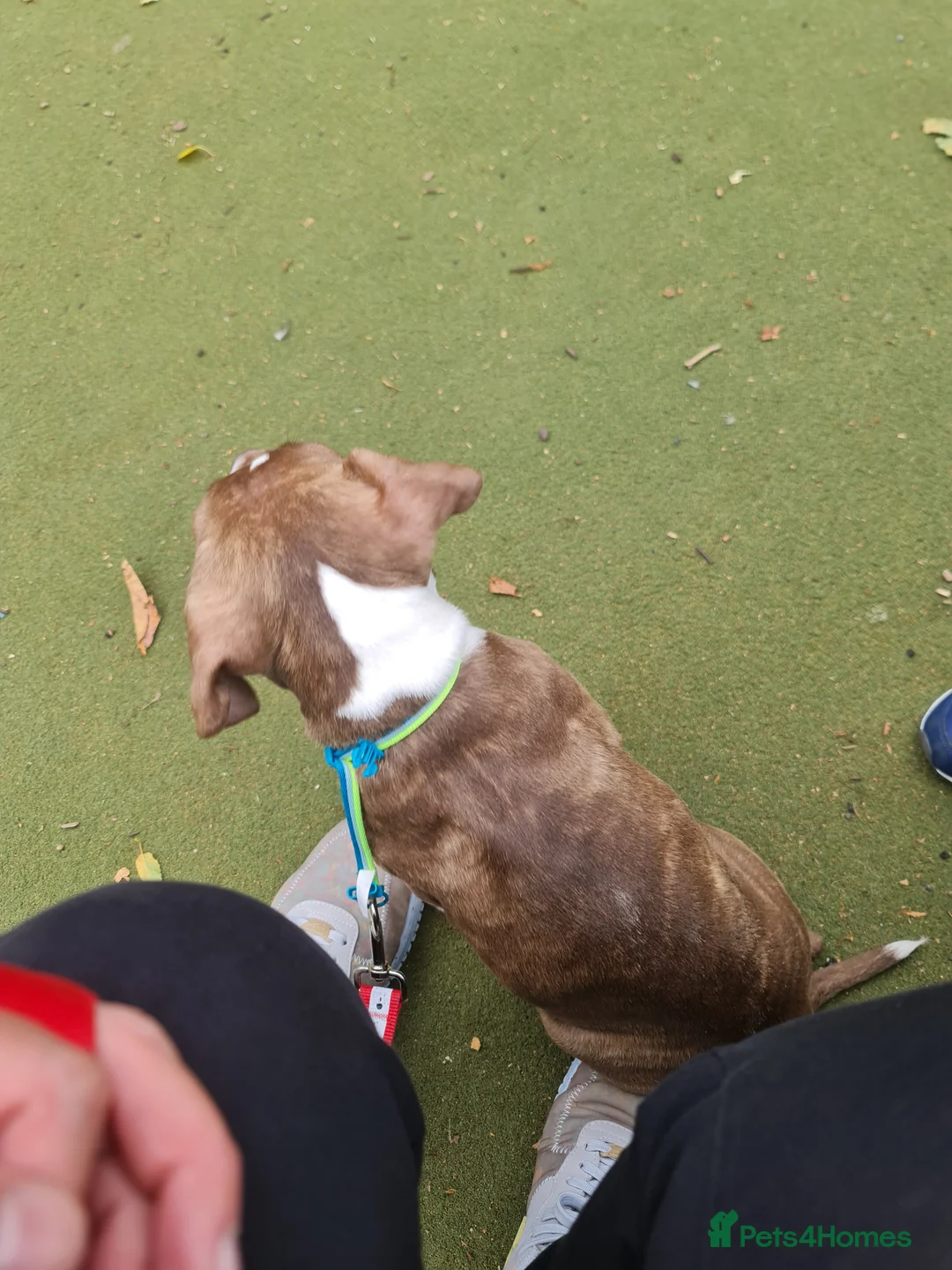 American Bulldog dogs for sale: American bulldog female  in Wishaw - Advert 5