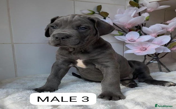 Mixed Breed dogs - Advert 1