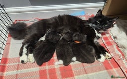 Domestic Shorthair cats for sale: 3 Adorable Kittens - Image 7