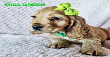 Cocker Spaniel dogs Stunning! Golden Kc Show Type Cocker Spaniels. - Advert 11