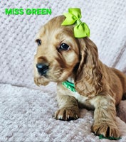 Cocker Spaniel dogs Stunning! Golden Kc Show Type Cocker Spaniels. - Advert 14