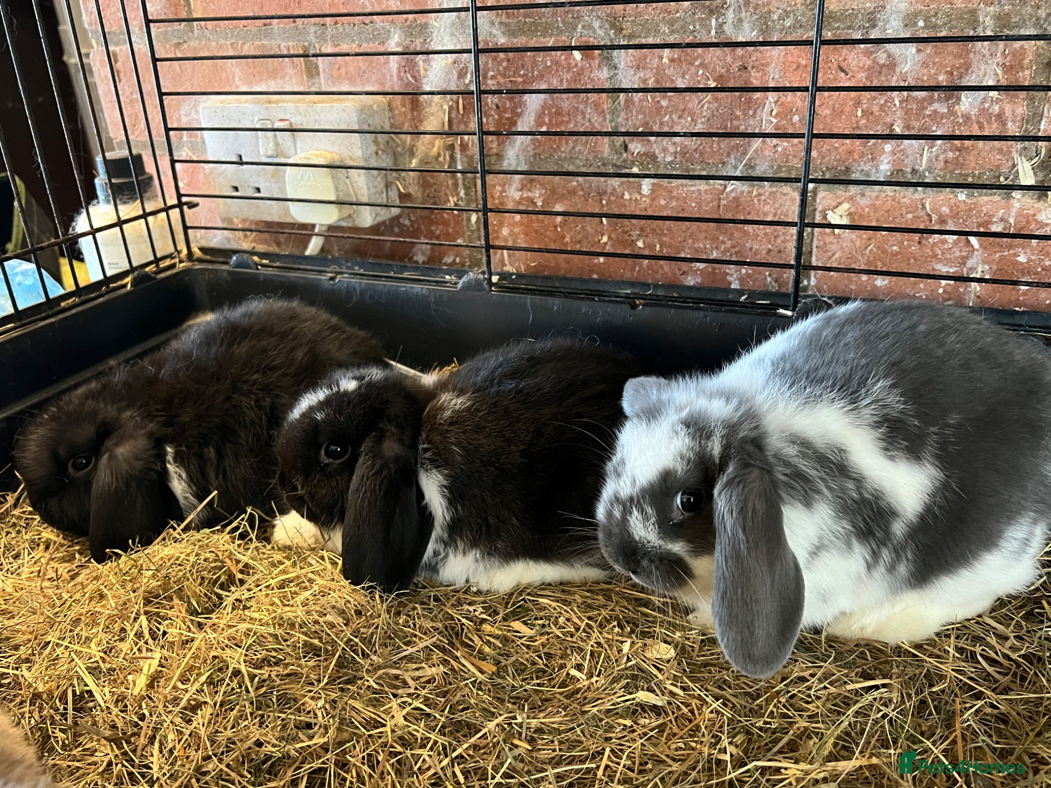 Mini Lop rabbits Fabulous Friendly Mini Lop Babies - Advert 1