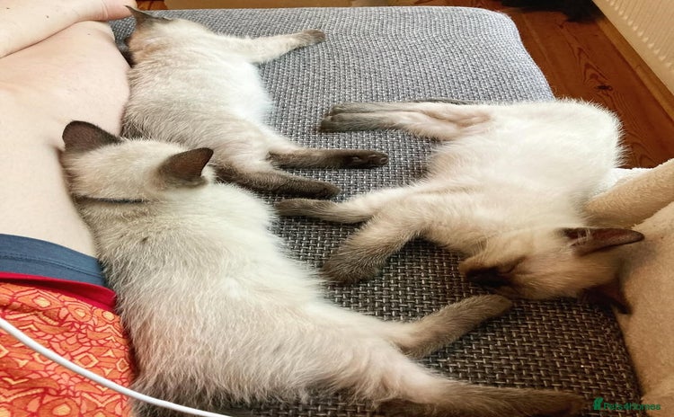 Siamese cats - Advert 13