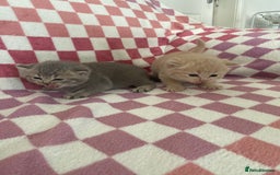 British Shorthair cats for sale: Gorgeous British shorthair kittens - Image 5