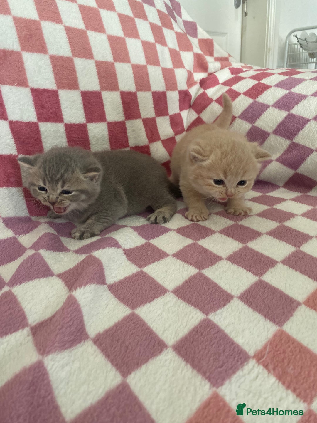 British Shorthair cats for sale: Gorgeous British shorthair kittens - Image 5