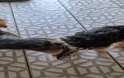 Yorkshire Terrier dogs for sale: 1 boy and 3 girl  Yorkshire terrier puppies  - Image 6