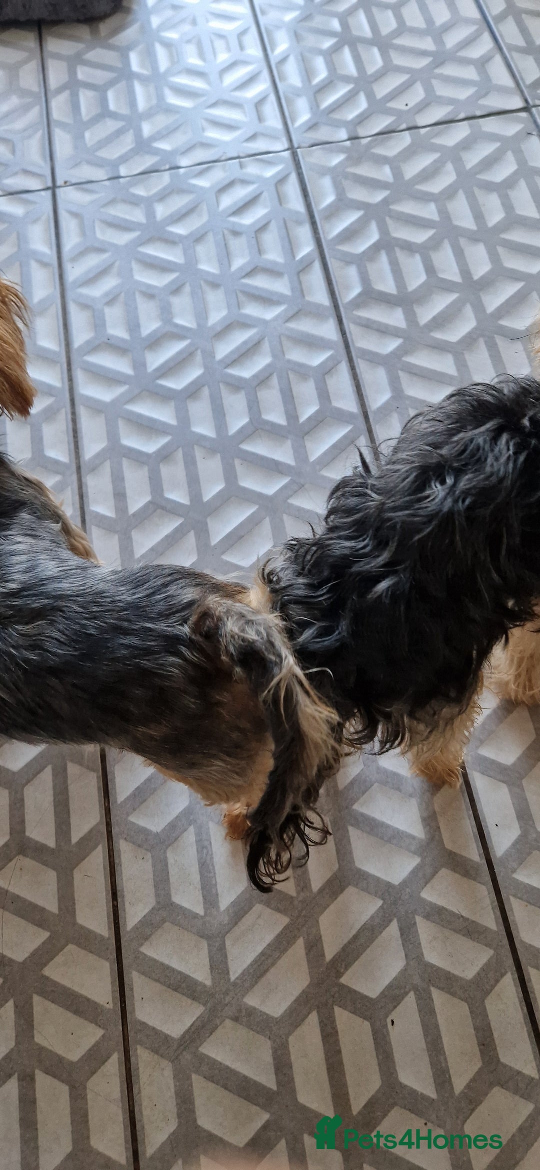 Yorkshire Terrier dogs for sale: 1 boy and 3 girl  Yorkshire terrier puppies  - Image 6