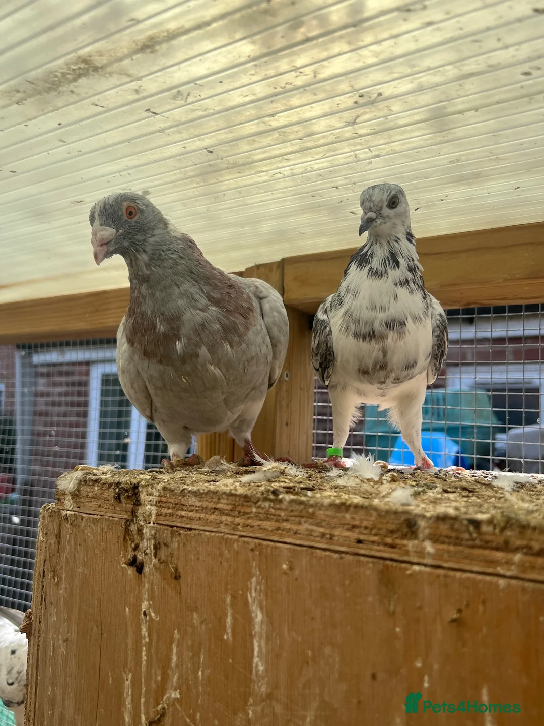 Pigeons birds for sale: Fancy pigeons - Rollers, high flyers and racers - Advert 1