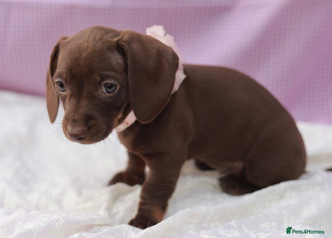 Dachshund dogs for sale: Miniature dachshund  - Image 9