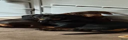 Miniature Dachshund dogs for sale: 7 Black and Tan and Blue miniature Dachshund’s  - Advert 19